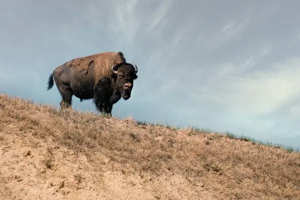 Theodore Roosevelt National Park